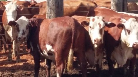 Cruzamento ganha força para aumento da rentabilidade na pecuária