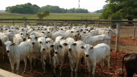 Cruzamento ganha força para aumento da rentabilidade na pecuária