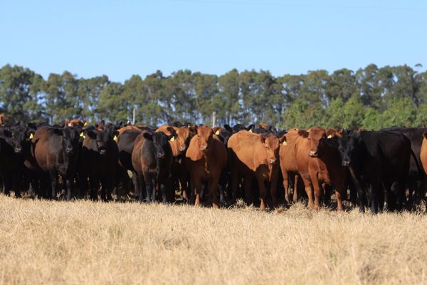 Angus na Expo Londrina 2016