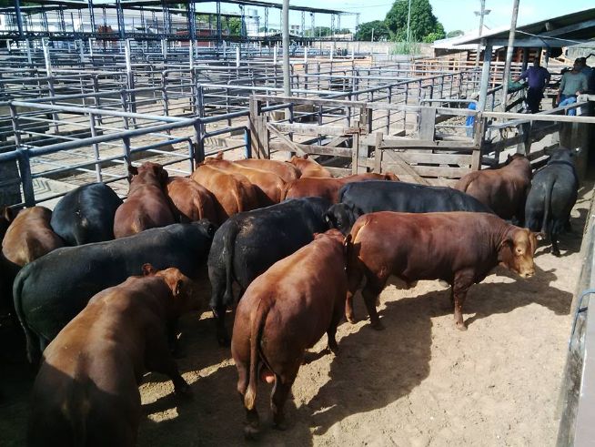 12º Leilão Genética Vacacaí vende Angus na Expogrande