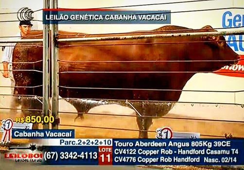 12º Leilão Genética Vacacaí vende Angus na Expogrande