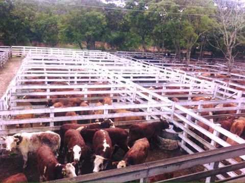 Centauro faz R$ 6,62 (m) e R$ 5,53 (f) na Feira de Terneiros de Cachoeira do Sul