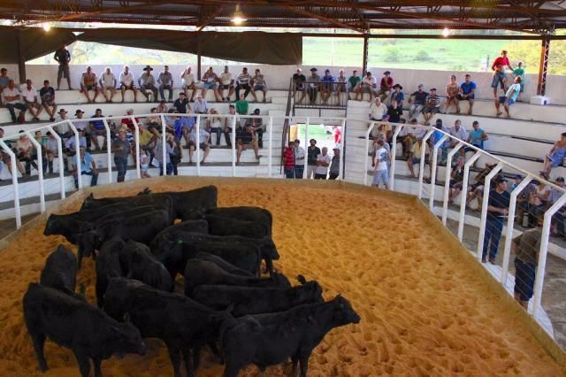 Média do quilo dos terneiros vendidos pela Morungava Remates, em Santo Antônio da Patrulha, foi de R$ 6,35 (Foto: Morungava Remates)