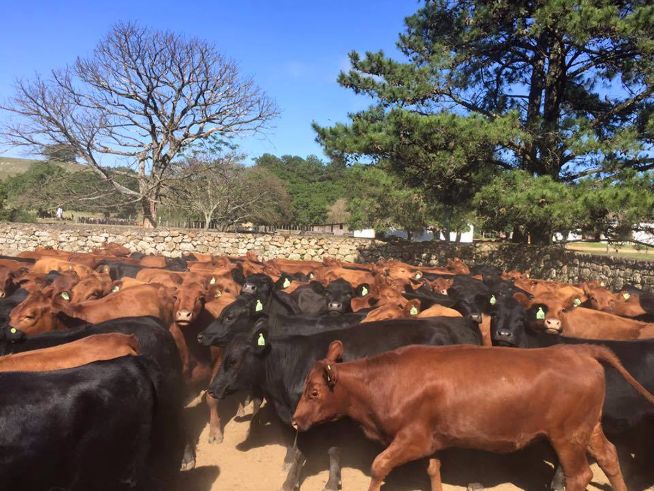 Santo Izidro oferece genética qualificada das raças Angus e Charolês
