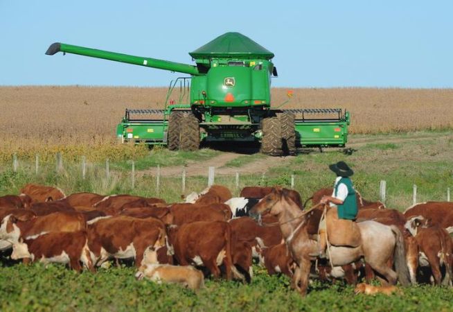 Soja semeia novas cores nos campos e na economia da Metade Sul