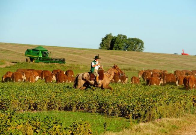 Soja semeia novas cores nos campos e na economia da Metade Sul