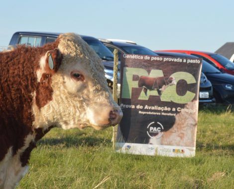 Hereford/Braford: Wolf Genética e Santa Tereza vencem PAC 2015/2016