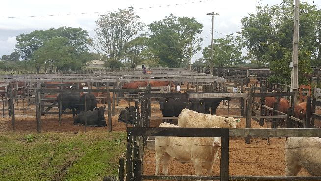Leilão da Santo Izidro supera R$ 1,5 milhão em faturamento