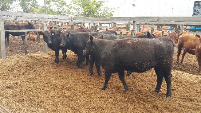 Leilão da Santo Izidro supera R$ 1,5 milhão em faturamento