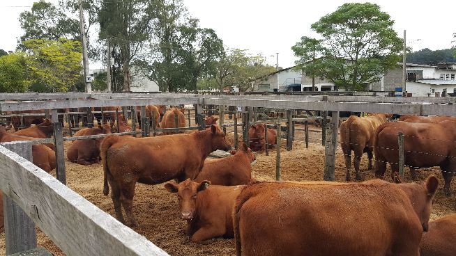 Leilão da Santo Izidro supera R$ 1,5 milhão em faturamento