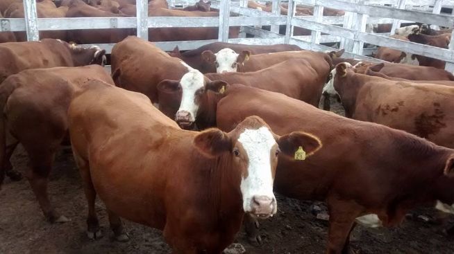 Vaquilhonas prenhes alcançaram altas valorizações