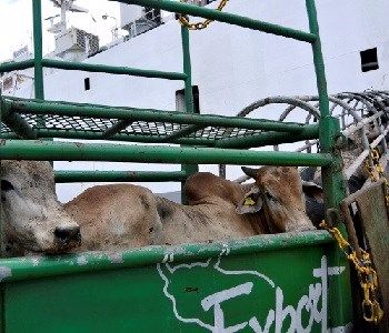 Exportações de gado em pé caem 36% no 2º bimestre