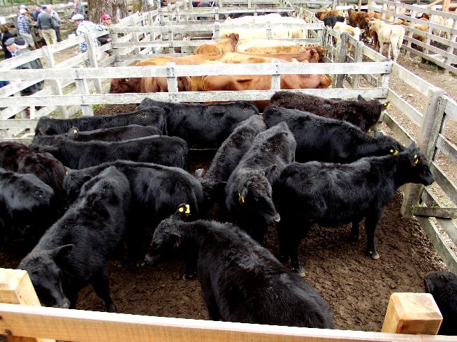 EDS Remates: Pista limpa na Feira da Guarda Velha