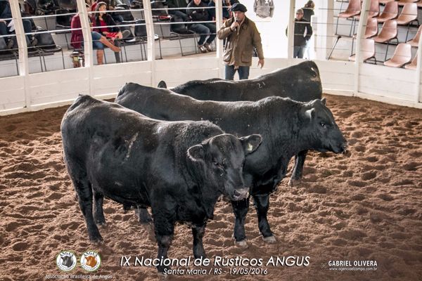 Trio Grande Campeão PO - Cabanha São Xavier