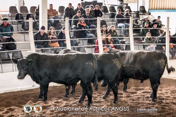 Trio Grande Campeão PO - Cabanha São Xavier