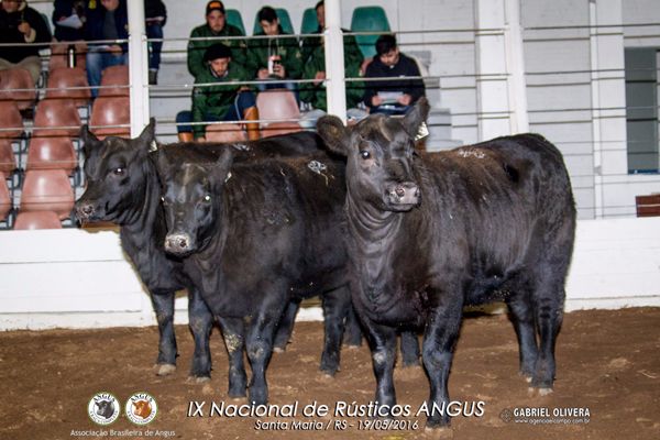 Trio Grande Campeão Fêmeas PO - Agrop. Pitangueira