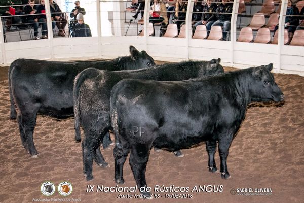 Trio Reservado Grande Campeão Fêmeas PO - Tolio´s Farm