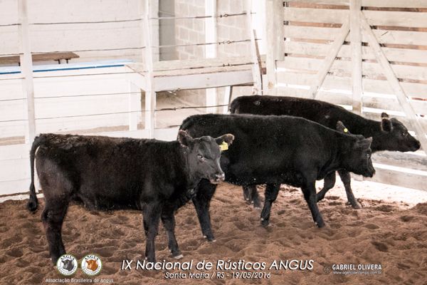 Trio Grande Campeão Fêmeas PC - Tradição Azul