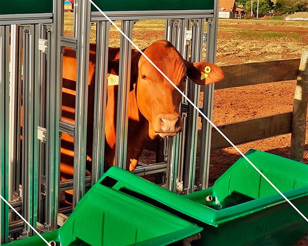 CRV Lagoa adquire novos equipamentos para eficiência alimentar no Centro de Performance (CP)