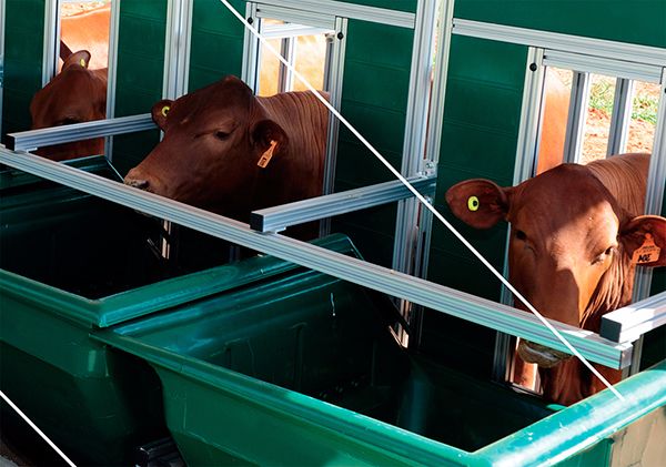 CRV Lagoa adquire novos equipamentos para eficiência alimentar no Centro de Performance (CP)