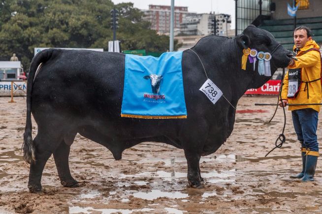 Brangus: Rancho Grande y Pastoril Agropecuaria ganaron el Gran Campeón Macho de Palermo