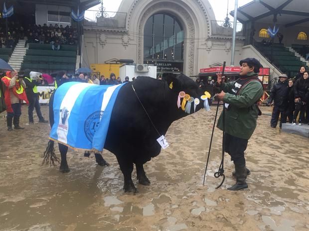 El Gran Campeón Macho Brangus. Foto: La Nación