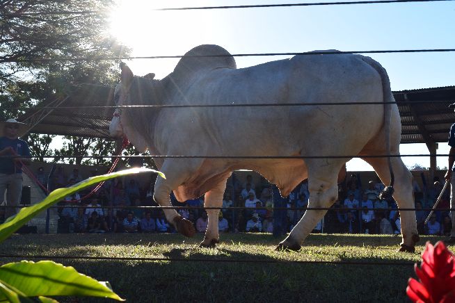 Desfile de Touros - ABS 2016
