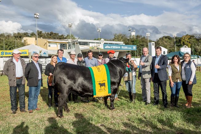 Grande Campeão Macho Angus - Expointer 2016 - Box 744 BIGUA 6463 DENSITY TE