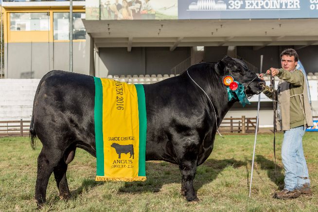 Grande Campeão Macho Angus - Expointer 2016 - Box 744 BIGUA 6463 DENSITY TE