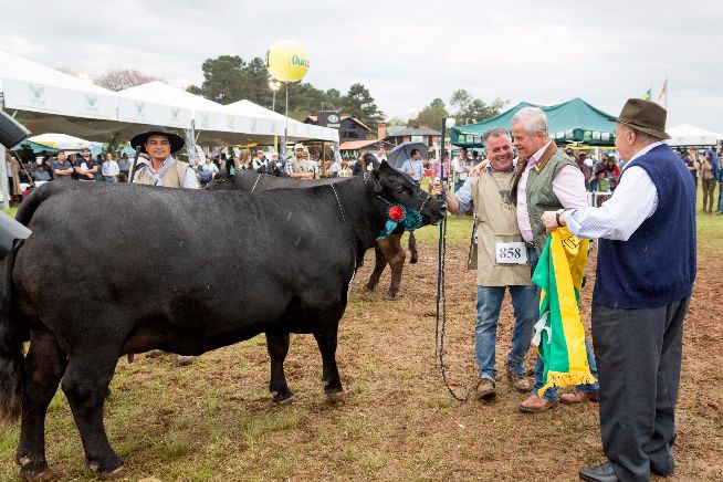 Tat 858 Baronesa TEIB417 - Fêmea - Grande Campeã Angus Expointer 2016