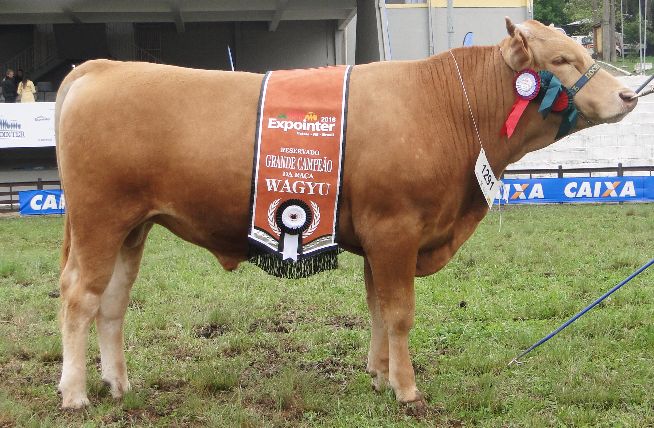 Bovinos Wagyu de Alegrete brilham na Expointer 2016