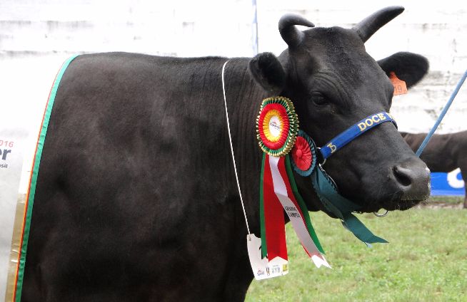 Bovinos Wagyu de Alegrete brilham na Expointer 2016