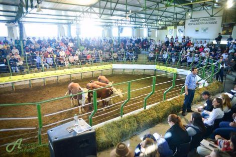Leilão Mãe Rainha e Meia Lua faz R$ 18,4 mil para touros Hereford