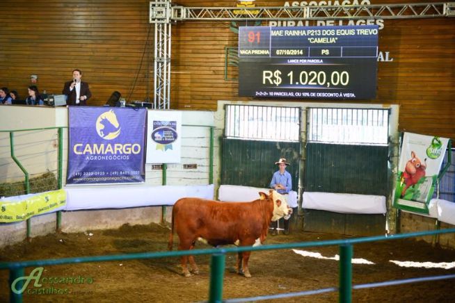 Leilão Mãe Rainha e Meia Lua faz R$ 18,4 mil para touros Hereford