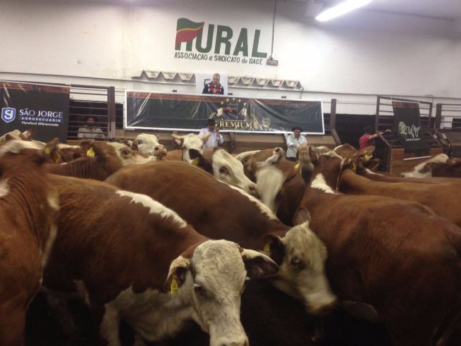 Remate Especial Premium chega a R$ 819 mil em vendas