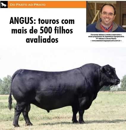 ANGUS: touros com mais de 500 filhos avaliados