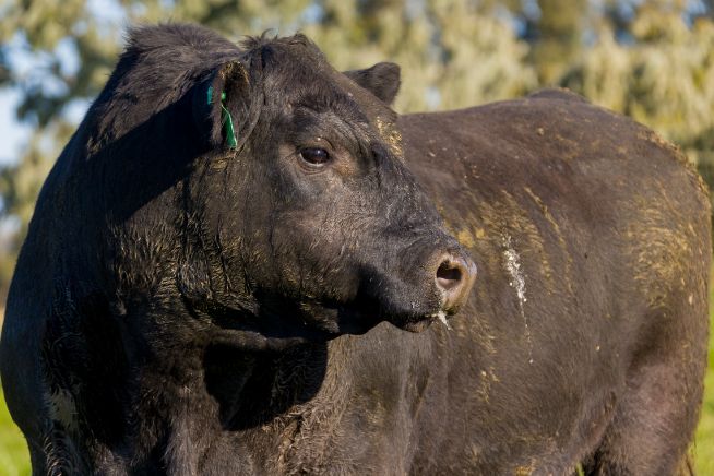Selo para reprodutores melhoradores de Qualidade de Carne