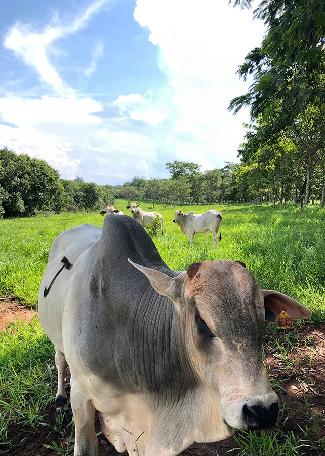 A recuperação de pastagens e a intensificação da produção de bovinos em áreas degradadas melhoram o sequestro de carbono (Foto: Embrapa)