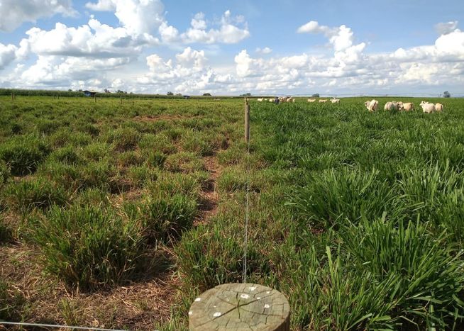 A recuperação de pastagens e a intensificação da produção de bovinos em áreas degradadas melhoram o sequestro de carbono (Foto: Embrapa)