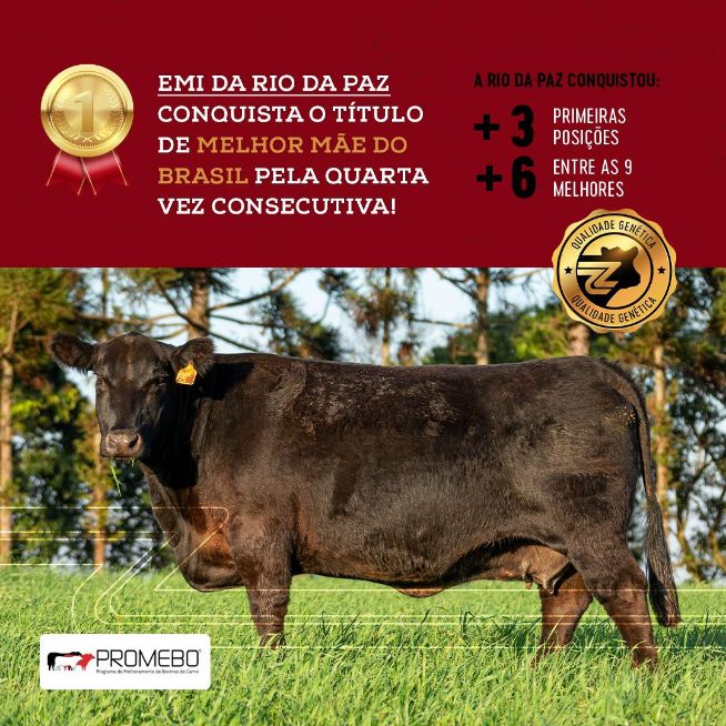 ANGUS RIO DA PAZ: genética a prova de qualquer São Tomé