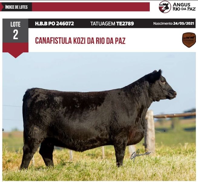 Canafistula Kozi da Rio da Paz