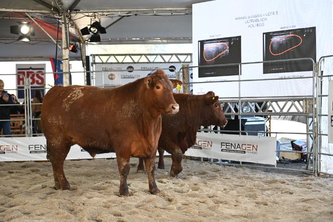 Fenagen: novilhos em pista pra mudar o chip do produtor