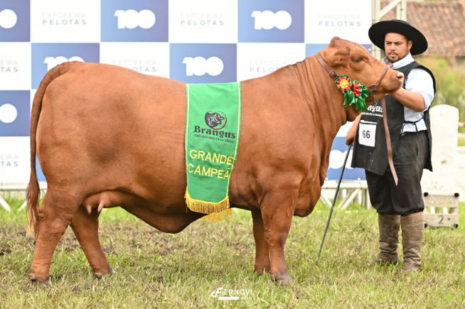 Recalada vence Grande Campeonato Brangus da 100ª Expofeira Pelotas